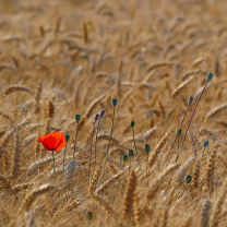 Screenshot №1 pro téma Red Poppy In Wheat Field 208x208