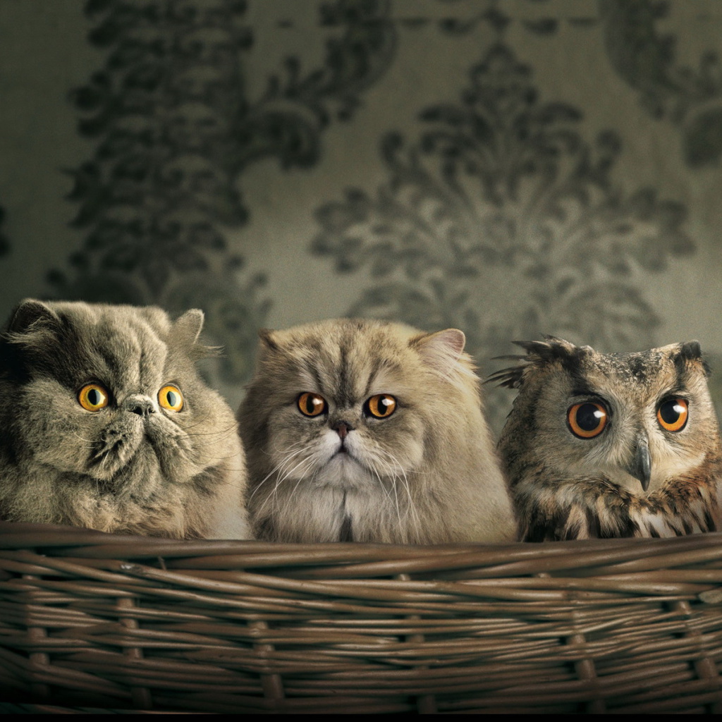 Fondo de pantalla Cats and Owl as Third Wheel 1024x1024