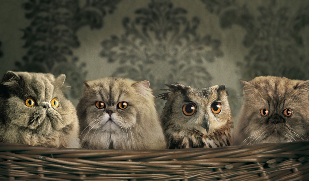 Обои Cats and Owl as Third Wheel 1024x600