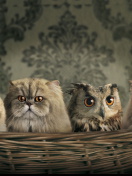 Обои Cats and Owl as Third Wheel 132x176