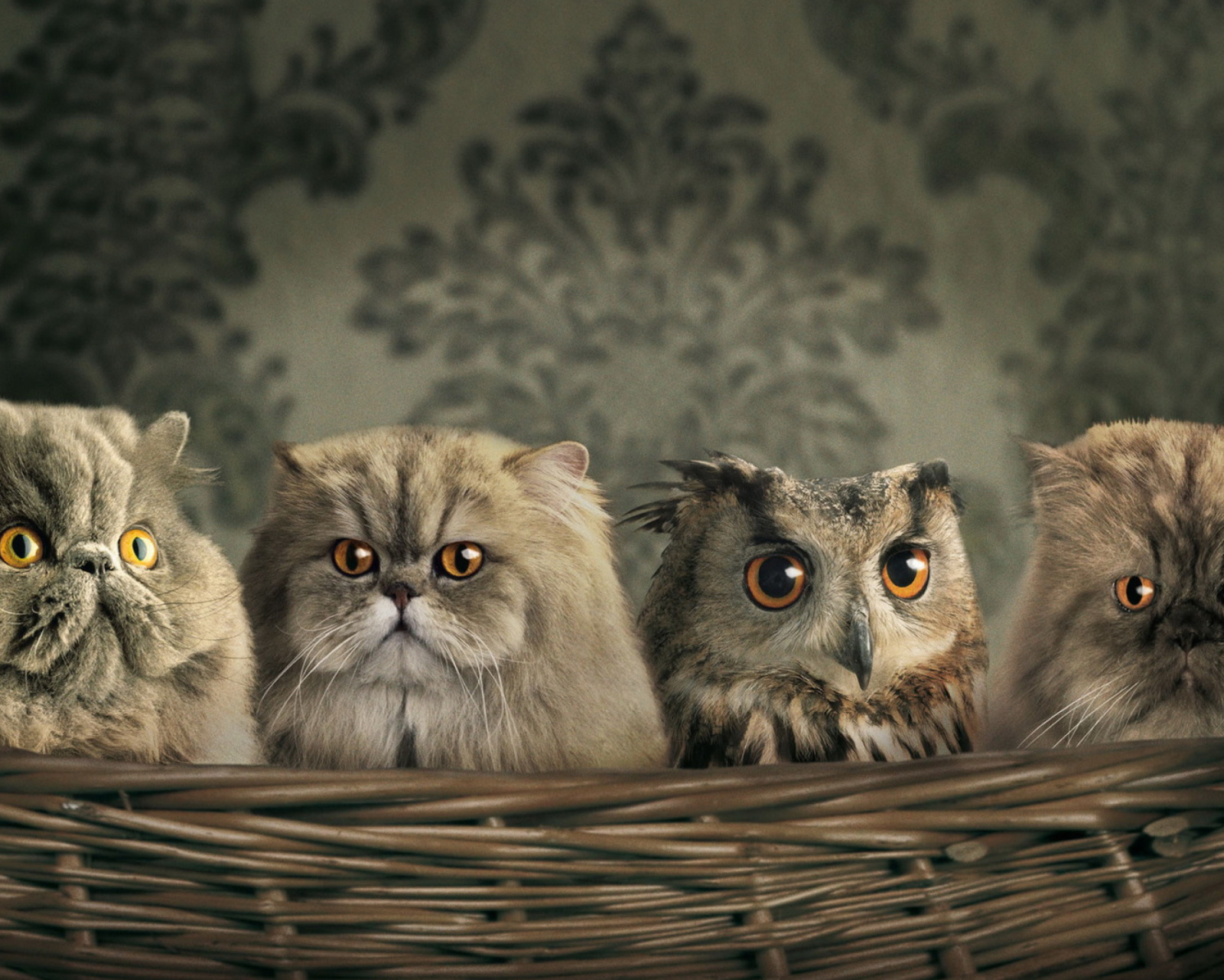 Fondo de pantalla Cats and Owl as Third Wheel 1600x1280