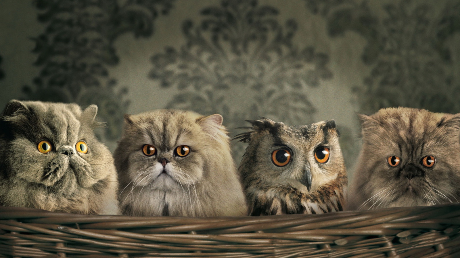 Das Cats and Owl as Third Wheel Wallpaper 1600x900