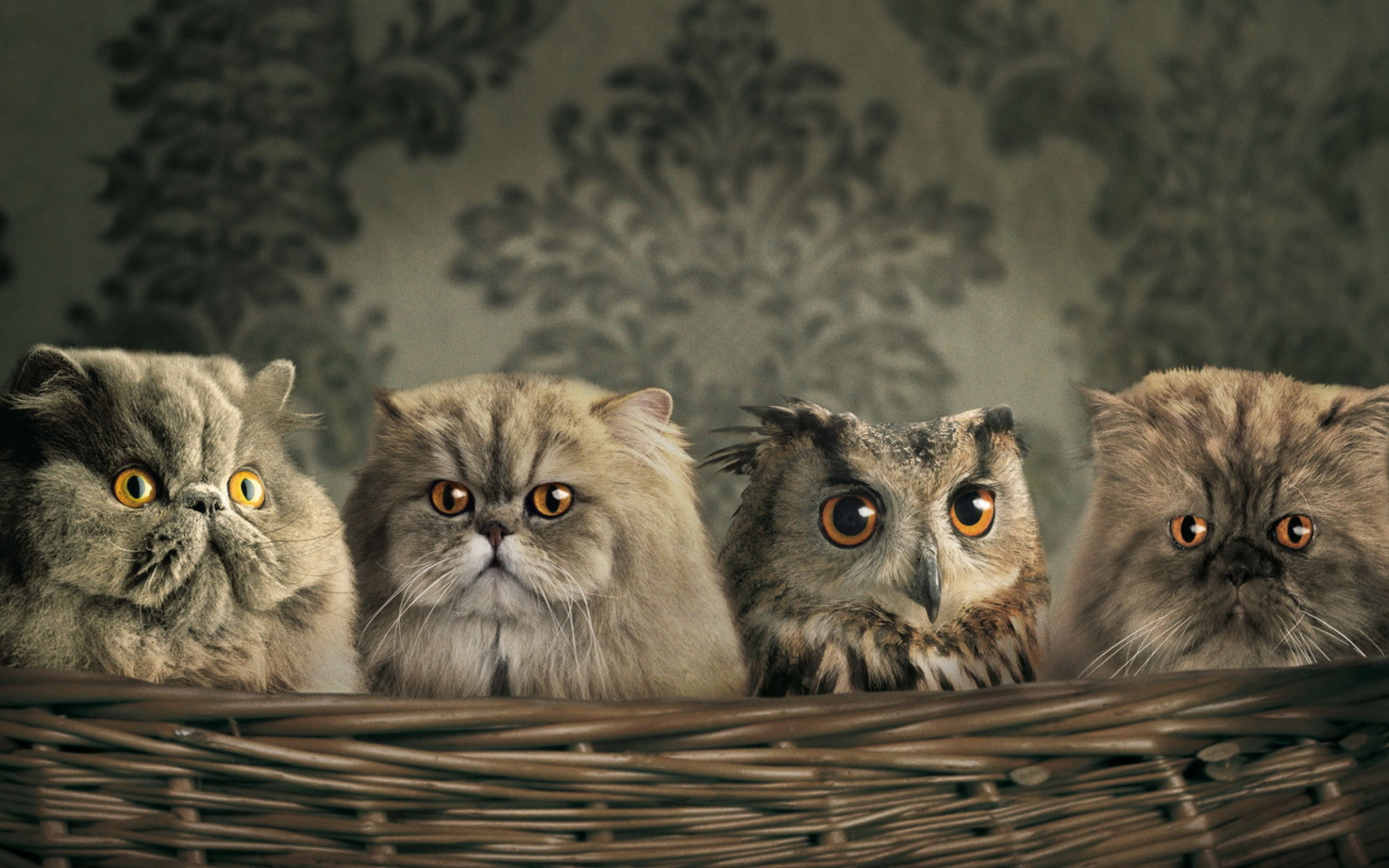 Fondo de pantalla Cats and Owl as Third Wheel 1680x1050