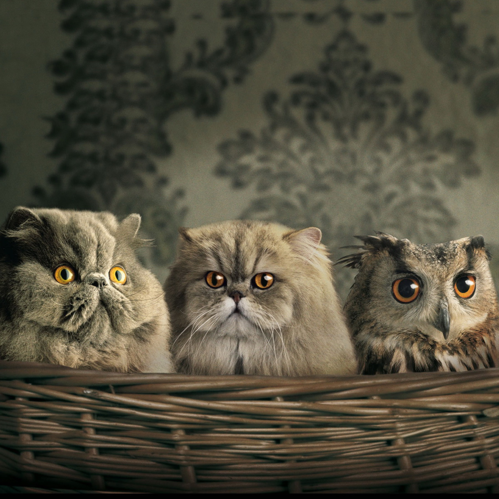 Das Cats and Owl as Third Wheel Wallpaper 2048x2048