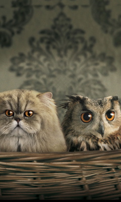 Fondo de pantalla Cats and Owl as Third Wheel 240x400