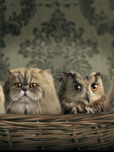Cats and Owl as Third Wheel wallpaper 480x640