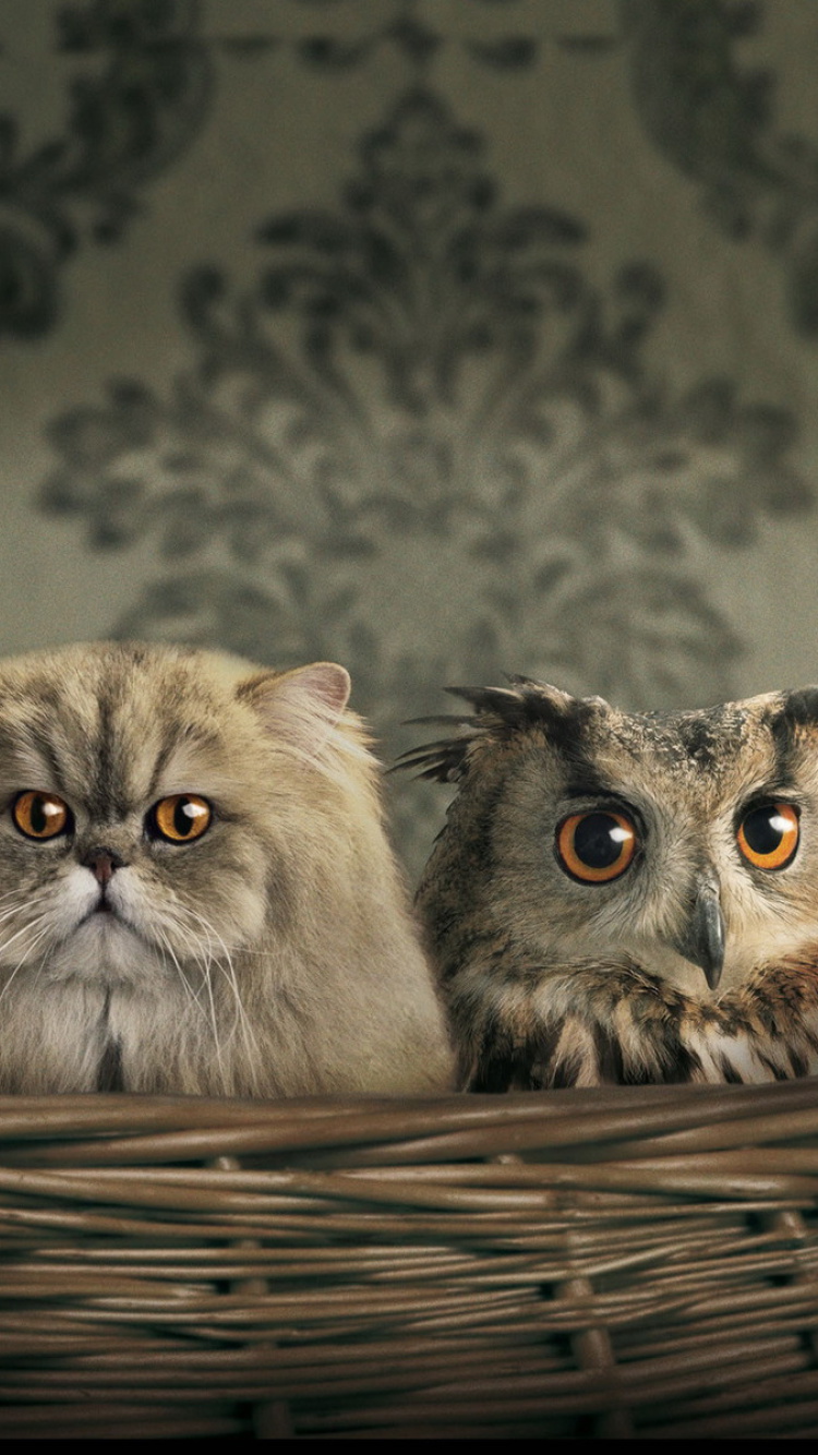 Fondo de pantalla Cats and Owl as Third Wheel 750x1334
