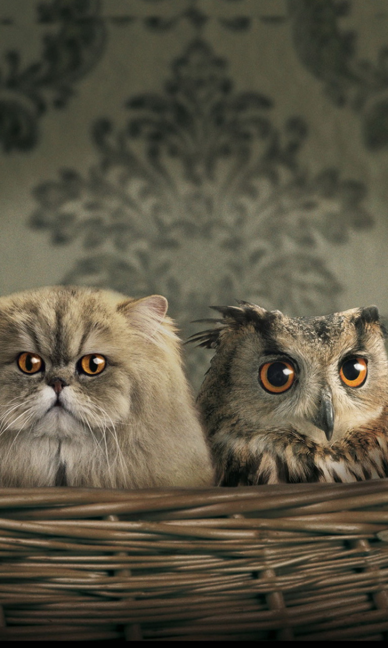 Обои Cats and Owl as Third Wheel 768x1280