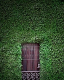 Green Wall And Secret Door wallpaper 128x160