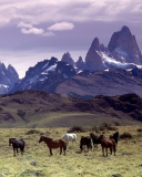 Sfondi Mountains Scenery & Horses 128x160