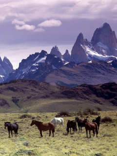 Screenshot №1 pro téma Mountains Scenery & Horses 240x320
