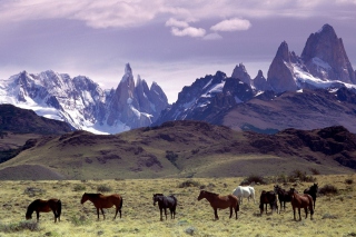 Mountains Scenery & Horses - Obrázkek zdarma pro 720x320