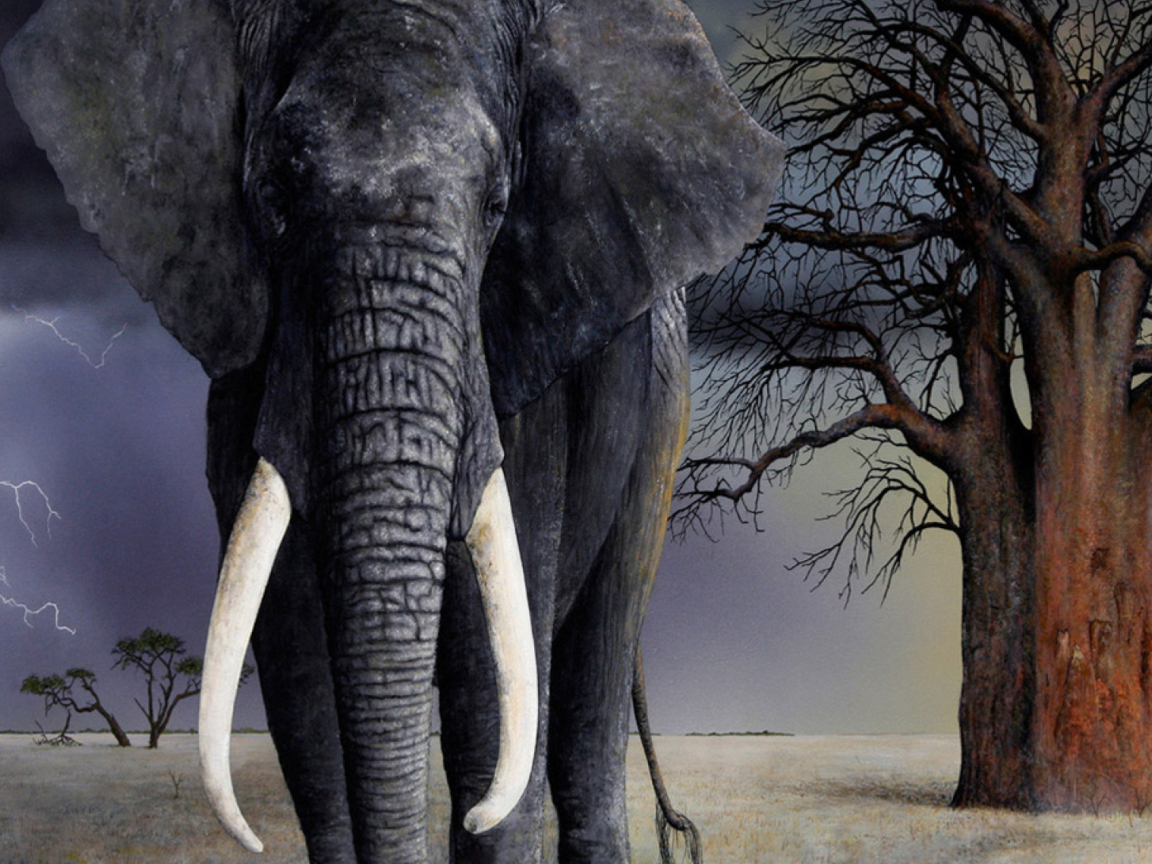 Elephant wallpaper 1152x864