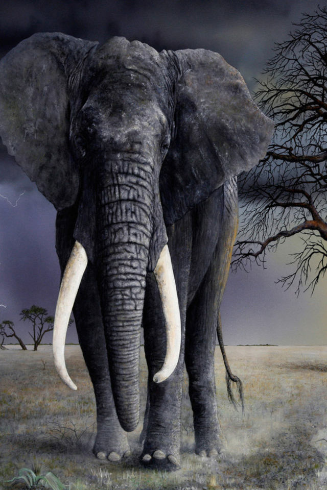 Elephant wallpaper 640x960