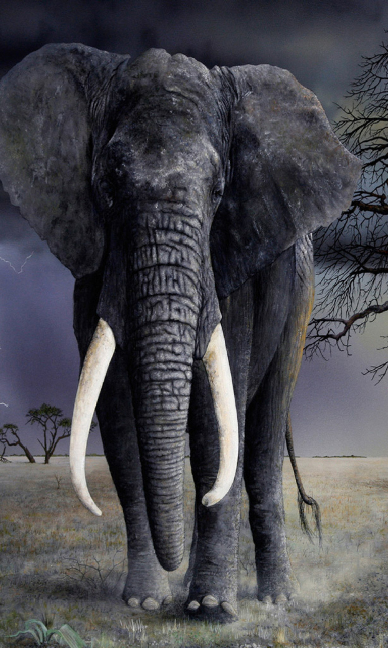 Das Elephant Wallpaper 768x1280