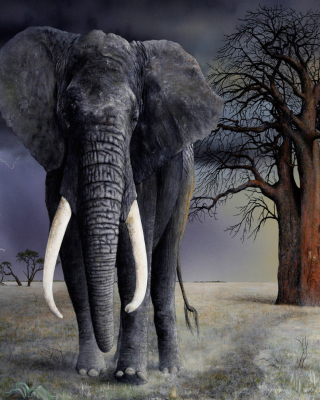 Elephant - Obrázkek zdarma pro Nokia X6