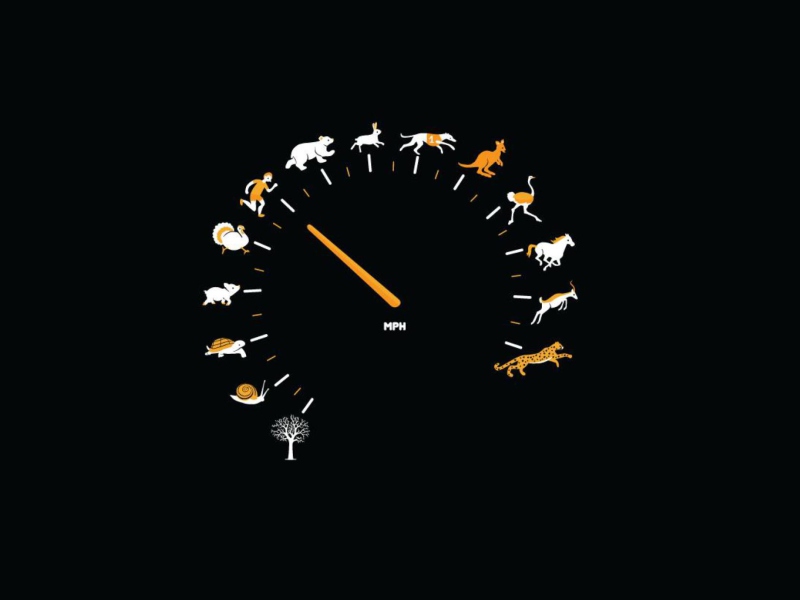 Das Funny Speedometer Mph Wallpaper 800x600
