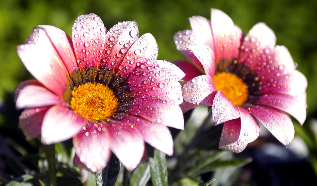 Das Macro pink flowers after rain Wallpaper 1024x600