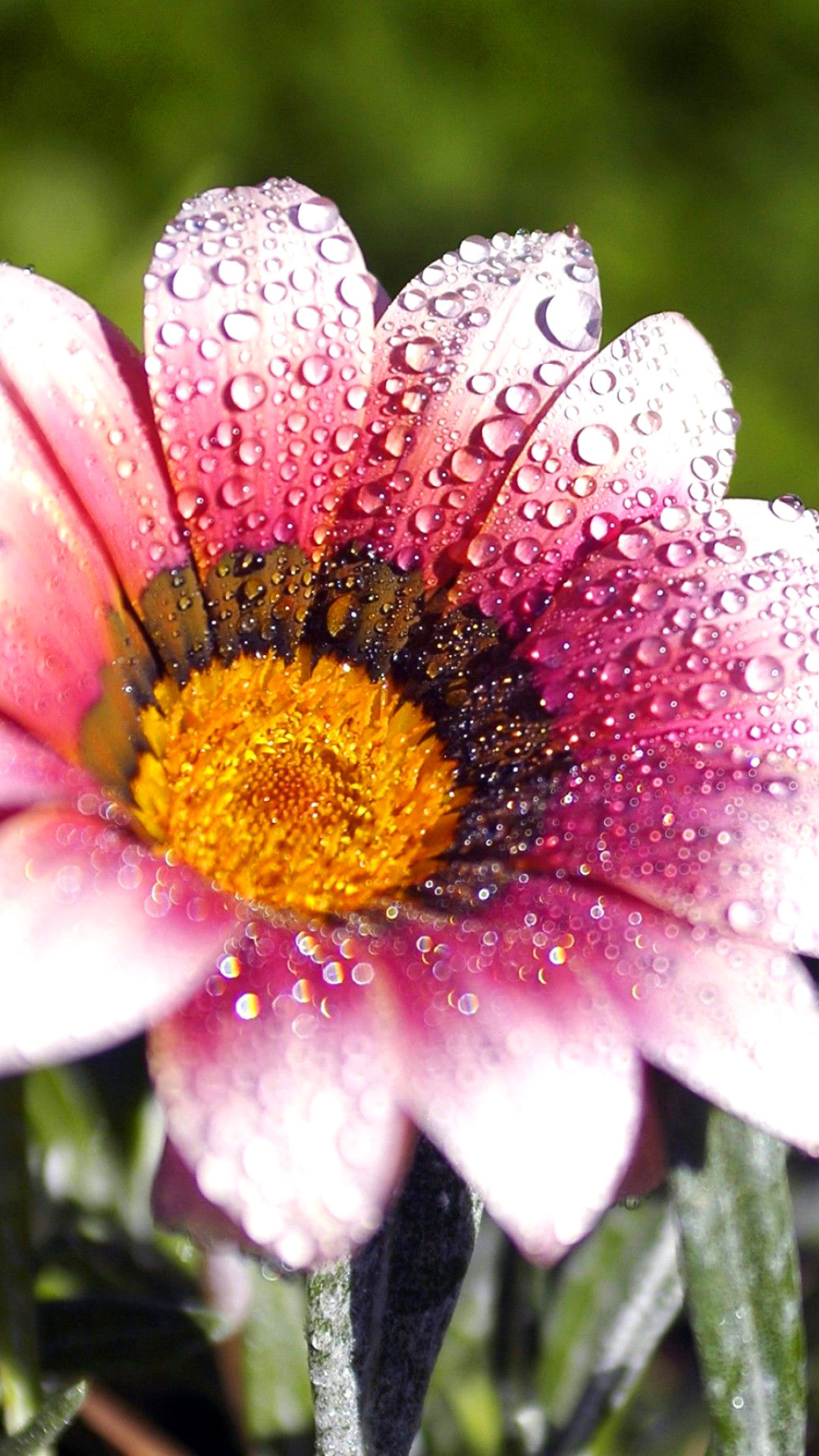 Macro pink flowers after rain wallpaper 1080x1920