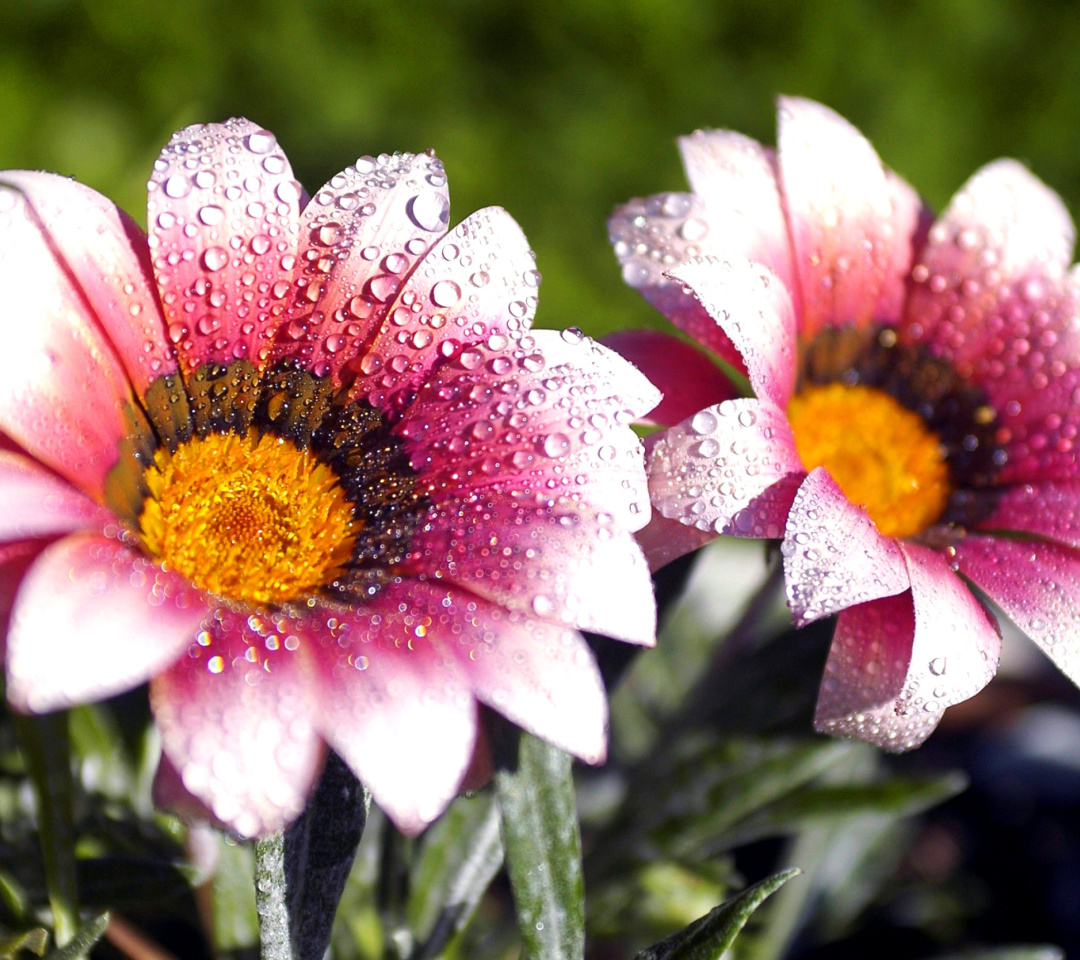 Fondo de pantalla Macro pink flowers after rain 1080x960