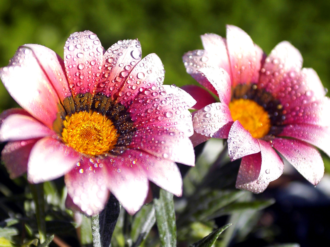 Обои Macro pink flowers after rain 1152x864