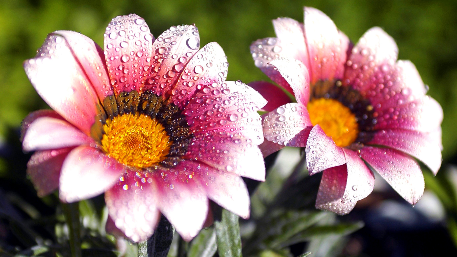 Обои Macro pink flowers after rain 1600x900