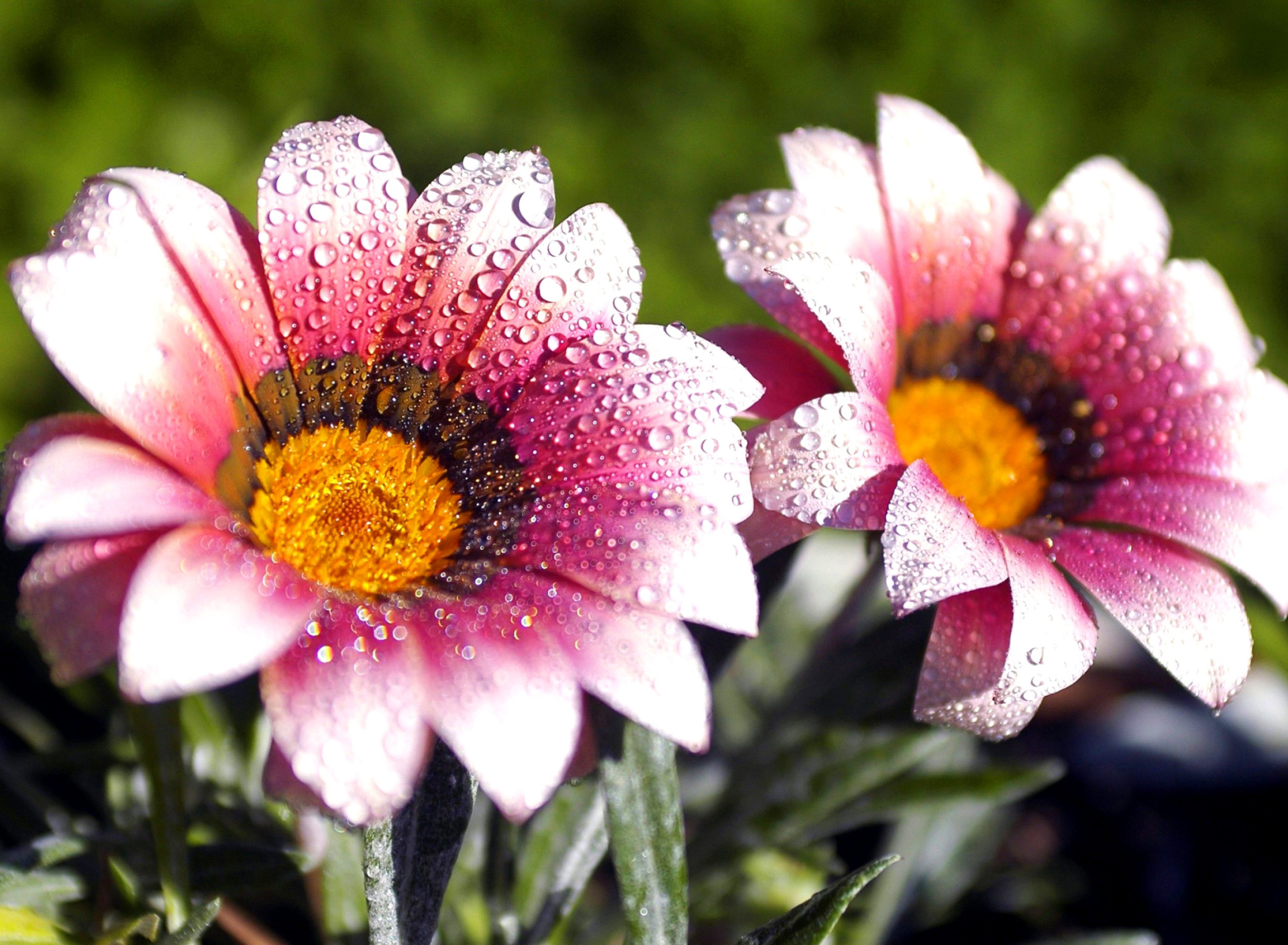 Sfondi Macro pink flowers after rain 1920x1408