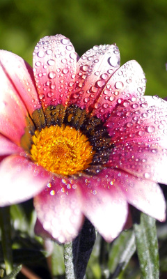 Fondo de pantalla Macro pink flowers after rain 240x400