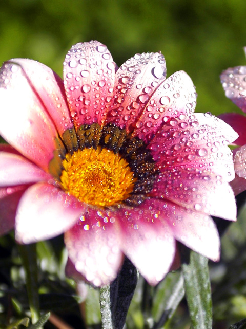 Fondo de pantalla Macro pink flowers after rain 480x640