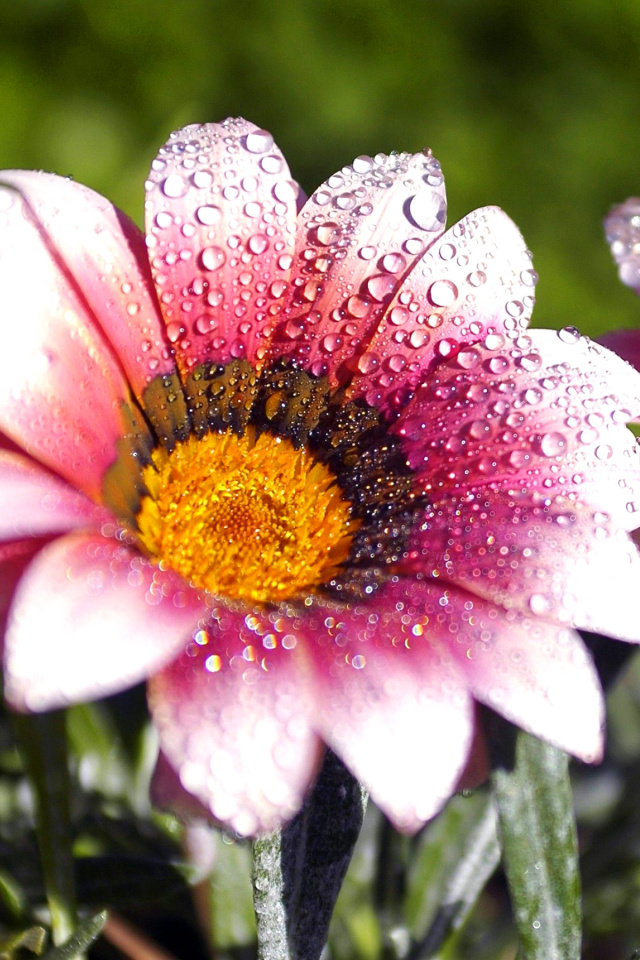 Das Macro pink flowers after rain Wallpaper 640x960