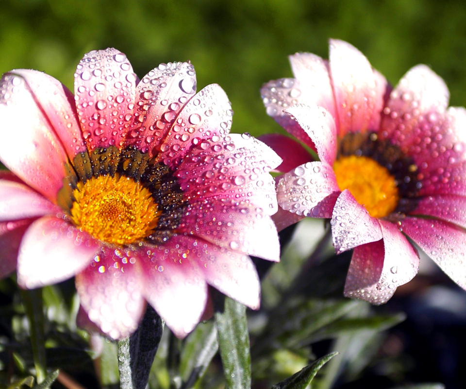 Macro pink flowers after rain screenshot #1 960x800