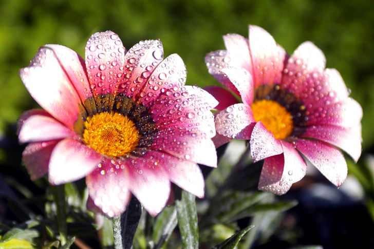 Macro pink flowers after rain screenshot #1