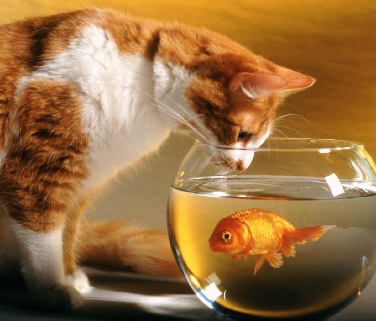 Fondo de pantalla Cat And Fish 1200x1024