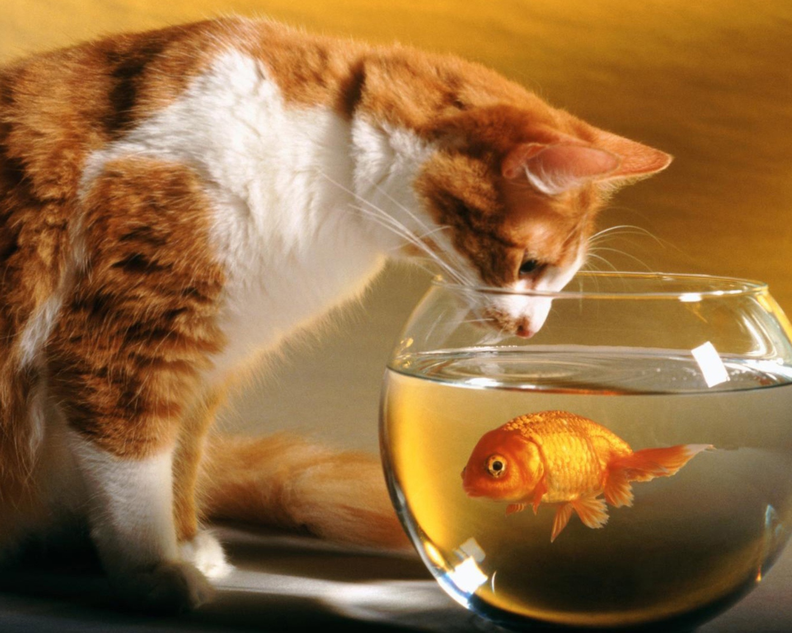 Cat And Fish screenshot #1 1600x1280