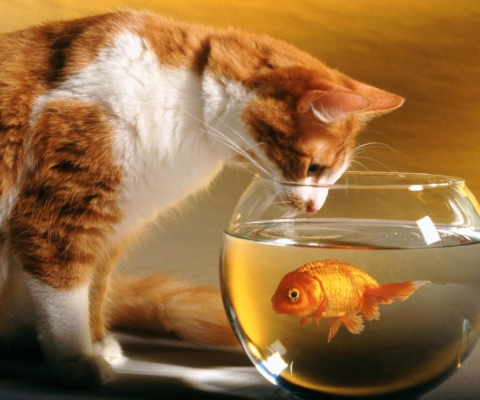 Cat And Fish screenshot #1 480x400