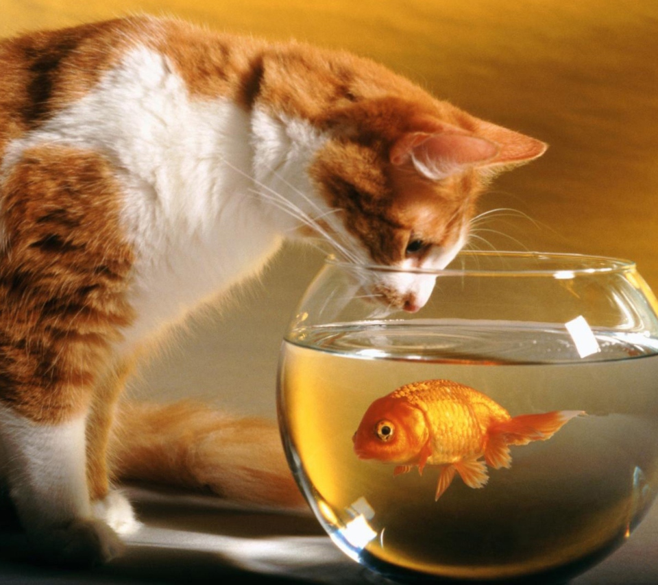 Cat And Fish wallpaper 960x854