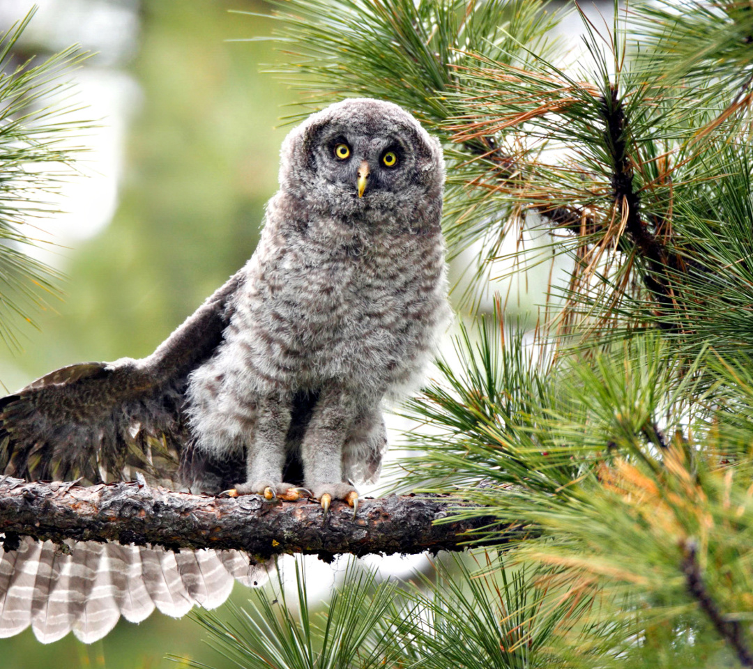 Fondo de pantalla Owl in Forest 1080x960