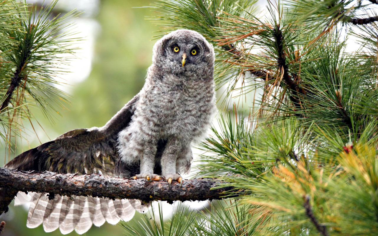 Обои Owl in Forest 1280x800