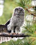 Fondo de pantalla Owl in Forest 128x160