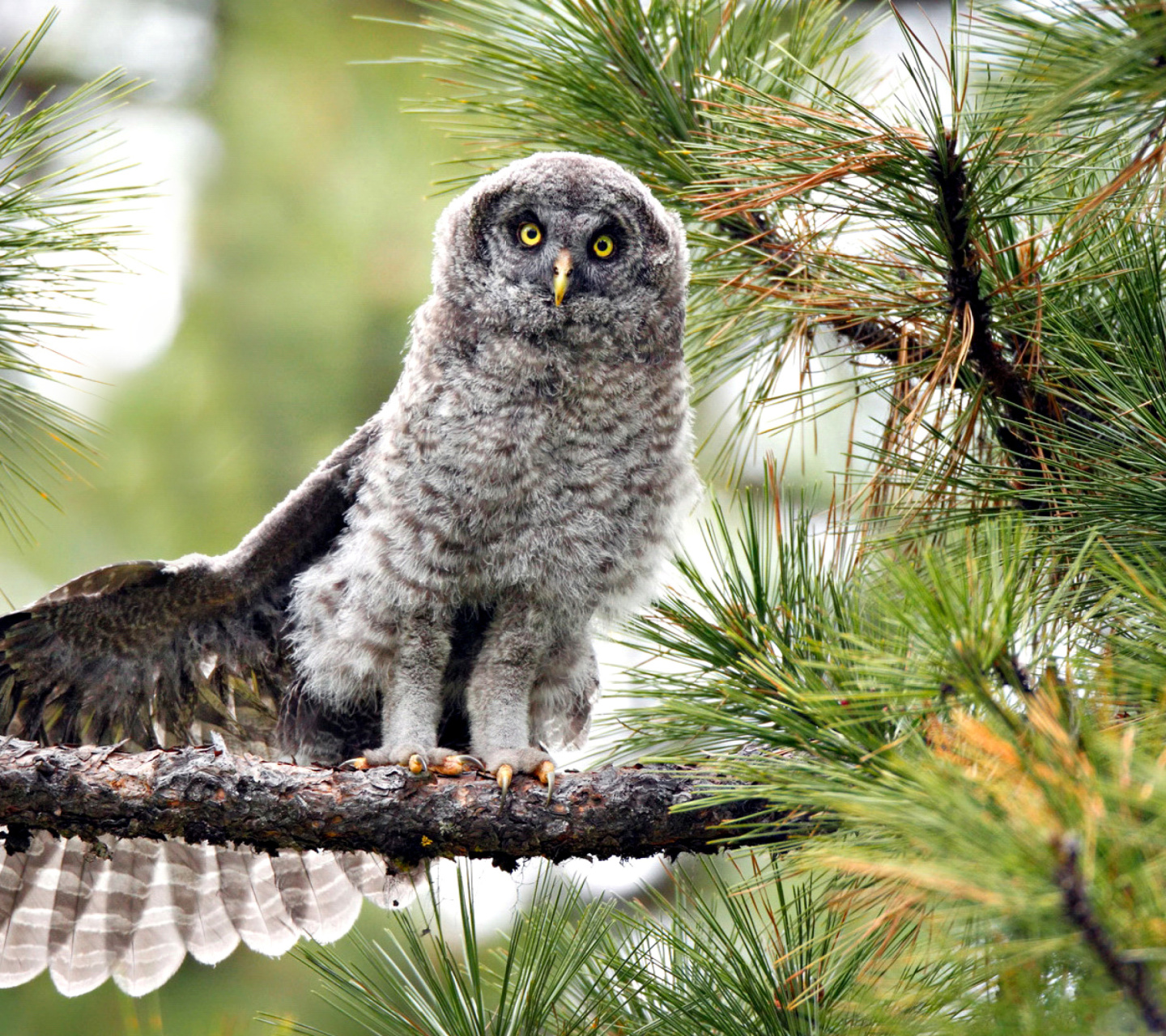 Fondo de pantalla Owl in Forest 1440x1280
