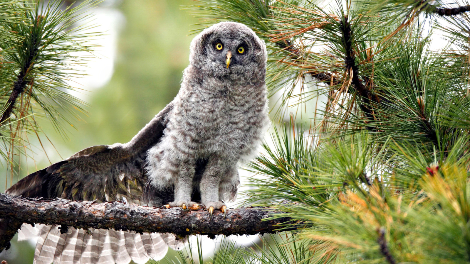 Fondo de pantalla Owl in Forest 1600x900