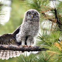 Sfondi Owl in Forest 208x208