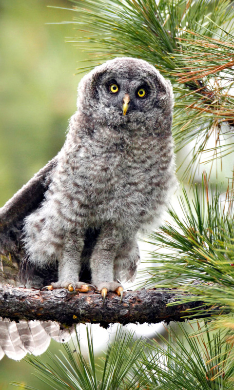 Sfondi Owl in Forest 480x800