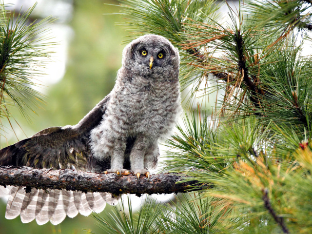 Sfondi Owl in Forest 640x480