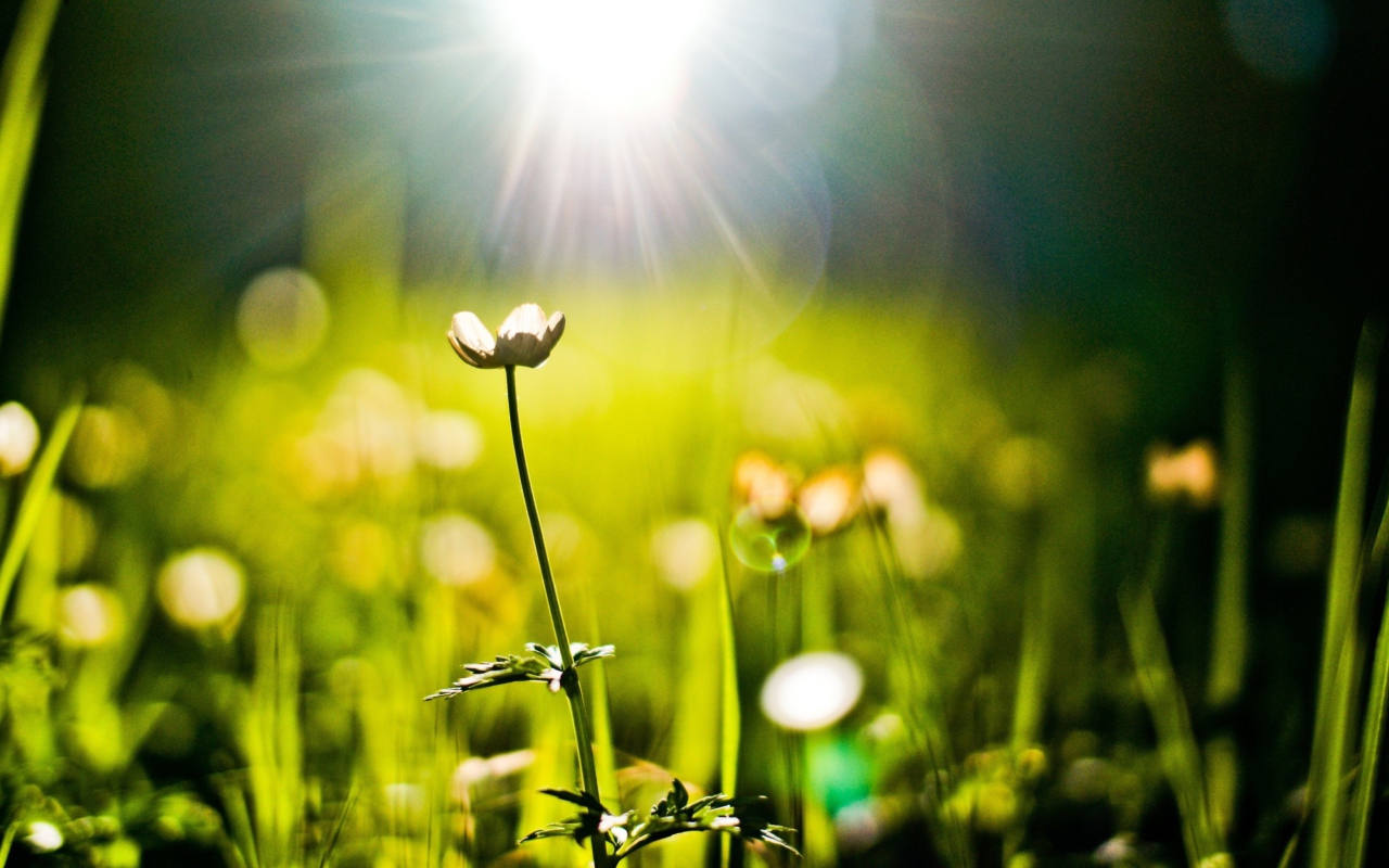 Sfondi Flower Under Warm Spring Sun 1280x800