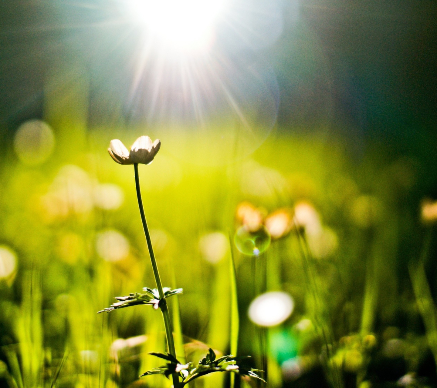 Fondo de pantalla Flower Under Warm Spring Sun 1440x1280