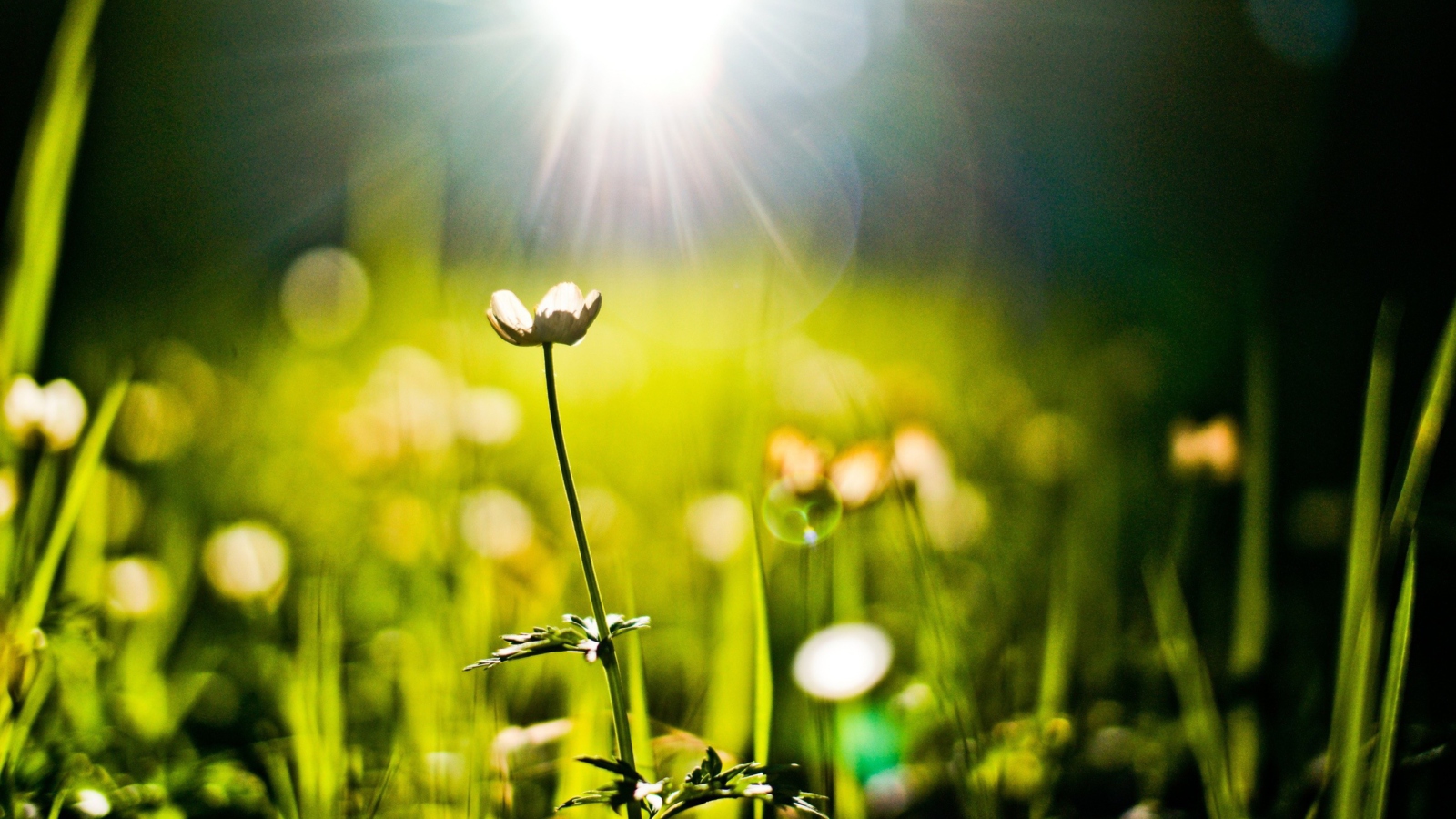 Screenshot №1 pro téma Flower Under Warm Spring Sun 1600x900