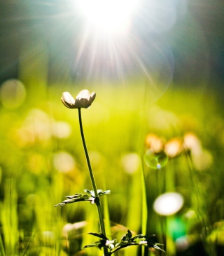 Flower Under Warm Spring Sun - Obrázkek zdarma pro iPhone 4S