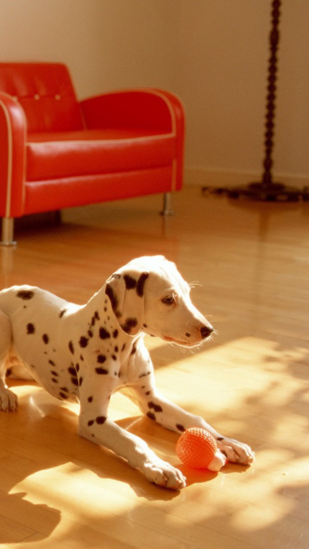 Dalmatian Puppy wallpaper 1080x1920