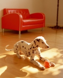 Screenshot №1 pro téma Dalmatian Puppy 128x160